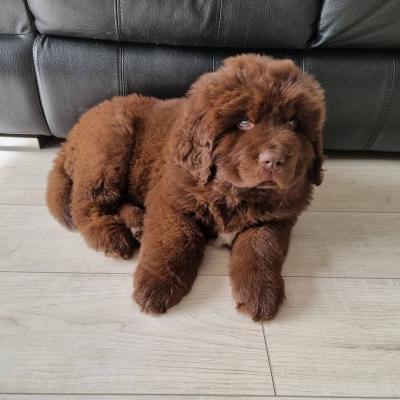  Male and female Newfoundland puppies