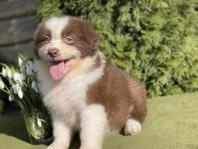  Bearded Collie Puppies for sale 