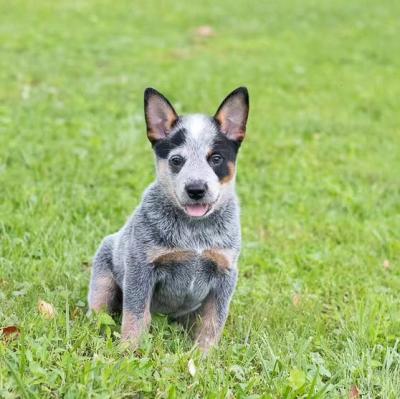  Australian Cattle Dog Puppies (Blue Heeler Puppies) Available now