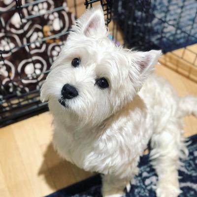   West Highland Terrier Puppies for sale 