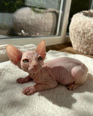   Sphynx Kittens for sale 