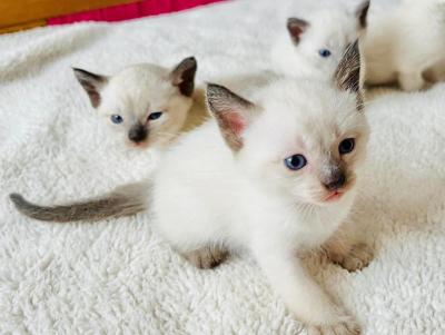  Siamese Kittens Ready  