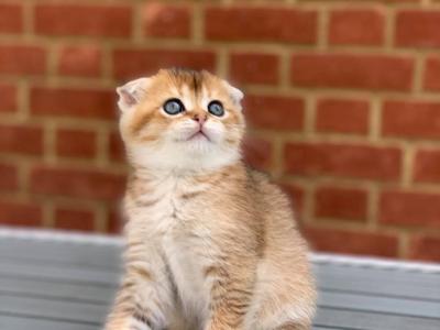   Scottish Fold Kittens for sale 