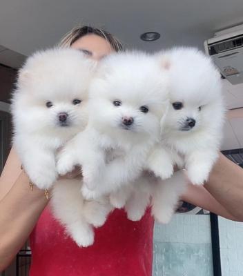   Teacup Pomeranian Puppies for sale   