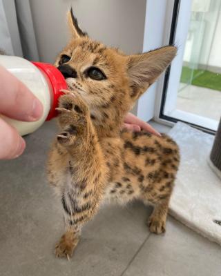   Serval Kittens for adoption  