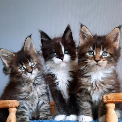   Maine Coon Kittens   