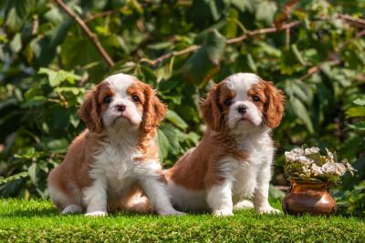 Pedigree Cavalier King Charles Spaniel Puppies for sale +97152 916 1892