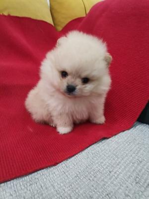 Pomeranian Spitz - Vienna Dogs, Puppies