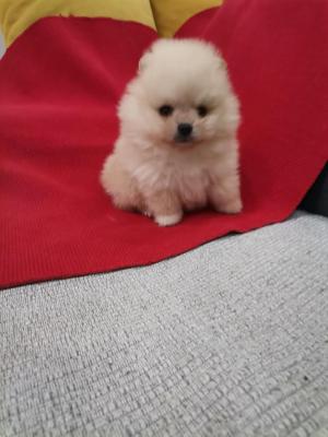 Pomeranian Spitz - Vienna Dogs, Puppies