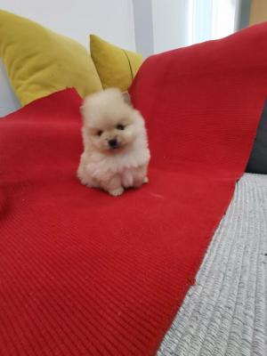 Pomeranian Spitz - Vienna Dogs, Puppies