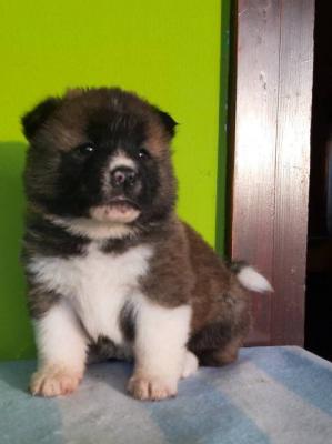 Amerikanische Akita-Welpen - Vienna Dogs, Puppies