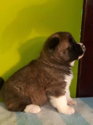 Amerikanische Akita-Welpen - Vienna Dogs, Puppies