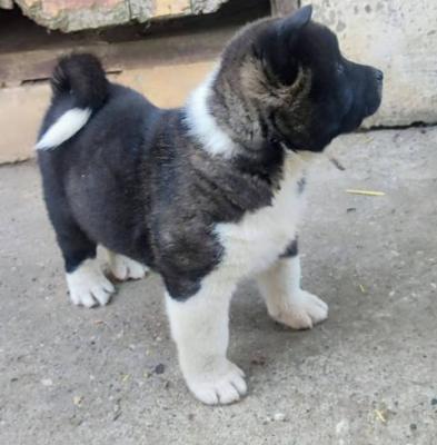 Amerikanische Akita-Welpen - Vienna Dogs, Puppies