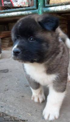 Amerikanische Akita-Welpen - Vienna Dogs, Puppies