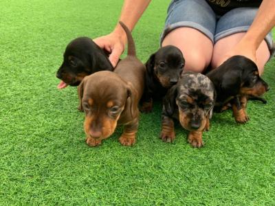 Special little Dashund puppies - Kuwait Region Dogs, Puppies