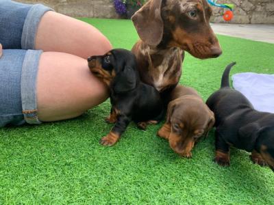 Special little Dashund puppies - Kuwait Region Dogs, Puppies