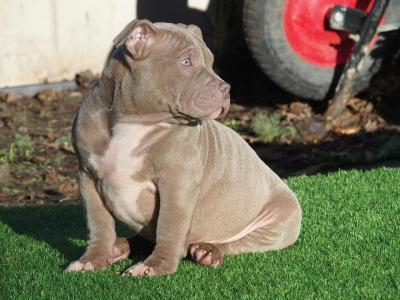 AKC Bully Puppy  - Kuwait Region Dogs, Puppies