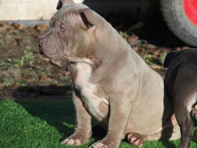 AKC Bully Puppy  - Kuwait Region Dogs, Puppies