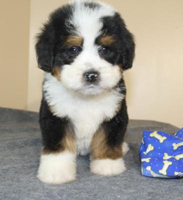 Cute looking Bernedoodles - Kuwait Region Dogs, Puppies