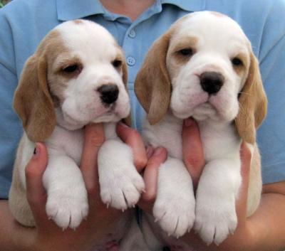 Gorgeous Beagle Puppies - Kuwait Region Dogs, Puppies