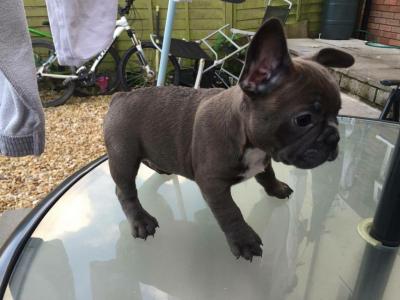 FRENCH BULLDOG PUPPIES - Kuwait Region Dogs, Puppies