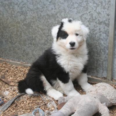 Fabulous Australian Shepherd Puppies - Kuwait Region Dogs, Puppies