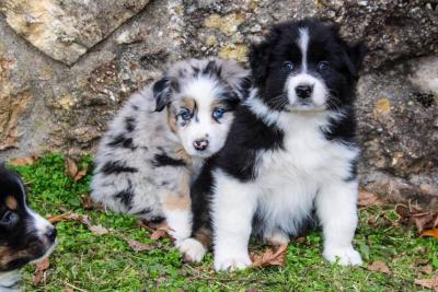 Australian Shepherd - Kuwait Region Dogs, Puppies