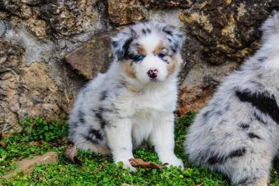 Australian Shepherd - Kuwait Region Dogs, Puppies