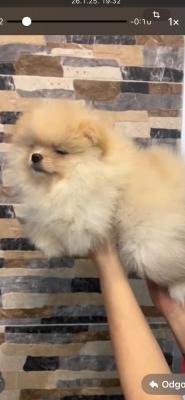 Pomeranian, beautiful puppies - Zurich Dogs, Puppies