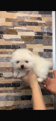 Pomeranian, beautiful puppies - Zurich Dogs, Puppies