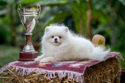 Pomeranian, wunderschöne Welpen