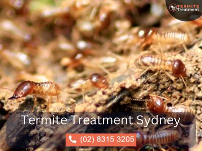 Termite Specialist Sydney – Trusted Experts for Termite Control