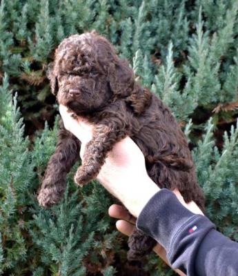 Lagotto Romagnolo Welpen - Vienna Dogs, Puppies