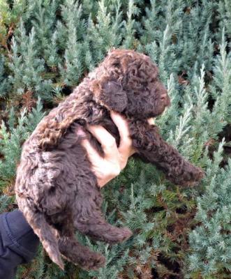 Lagotto Romagnolo Welpen - Vienna Dogs, Puppies