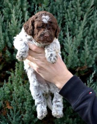 Lagotto Romagnolo Welpen - Vienna Dogs, Puppies