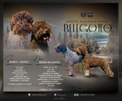 Lagotto Romagnolo Welpen - Vienna Dogs, Puppies