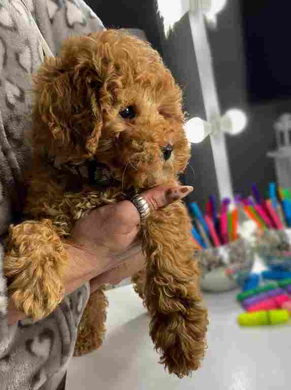 Apricot miniature poodle - Vienna Dogs, Puppies