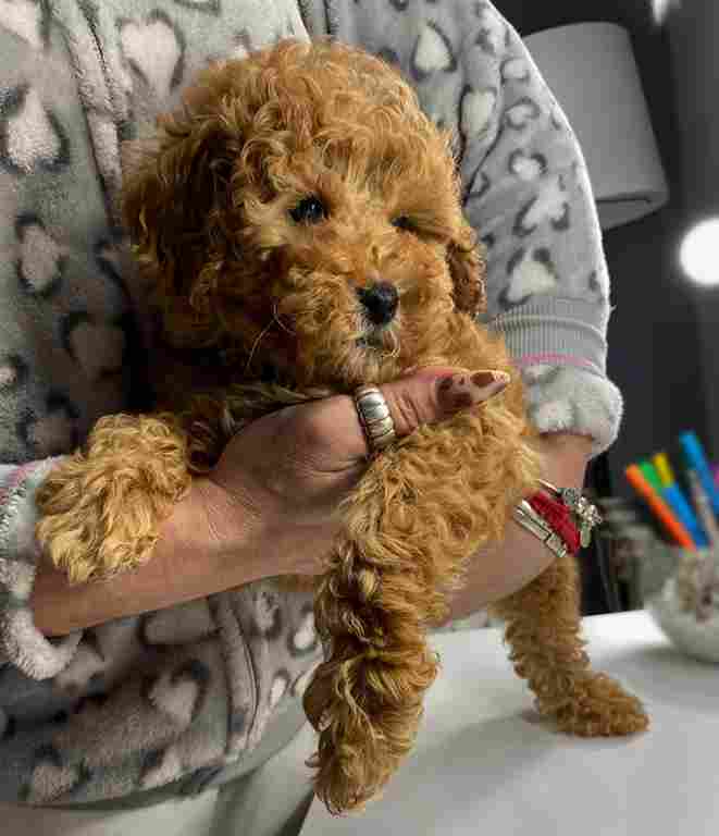 Apricot miniature poodle - Vienna Dogs, Puppies