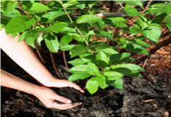 Organic Fertilizer Manufacturer | SSCL