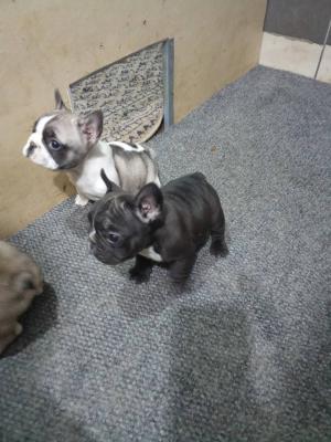 French bulldog - Vienna Dogs, Puppies