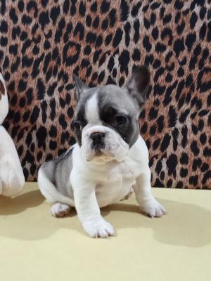 French bulldog - Vienna Dogs, Puppies