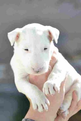 Bull terrier puppies - Vienna Dogs, Puppies