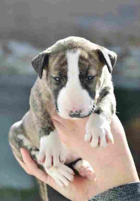 Bull terrier puppies - Vienna Dogs, Puppies