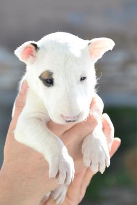 Bull terrier puppies - Vienna Dogs, Puppies