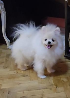 Purebred Boo Pomeranian puppies - Vienna Dogs, Puppies