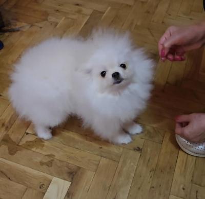 Purebred Boo Pomeranian puppies - Vienna Dogs, Puppies