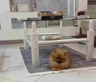 Purebred Pomeranian female - Vienna Dogs, Puppies