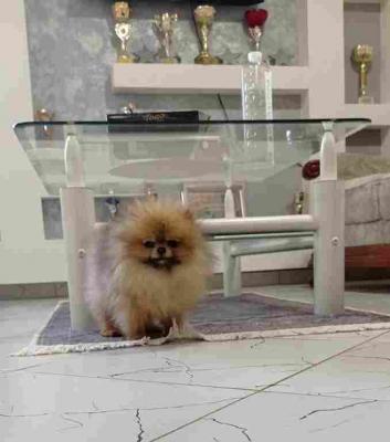 Purebred Pomeranian female - Vienna Dogs, Puppies