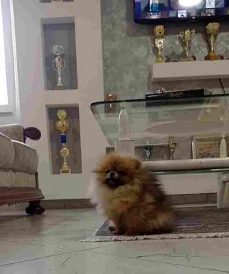 Purebred Pomeranian female - Vienna Dogs, Puppies