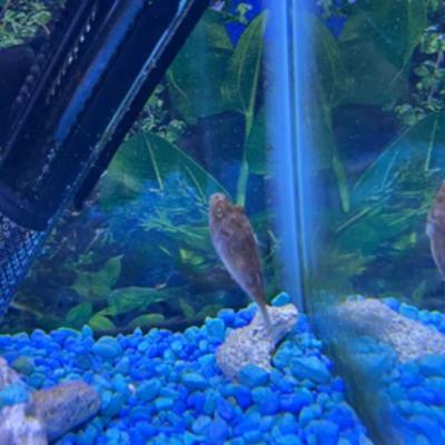 Aquarium Puffer Fish For Sale 